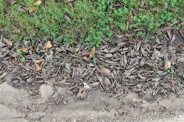 dead leaves