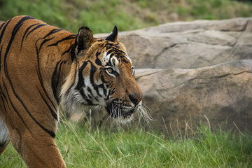Fototapeta na wymiar Male Malaysian tiger in captivity