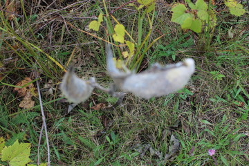 large seed pods