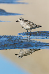 Grey Plover (Pluvialis squatarola).