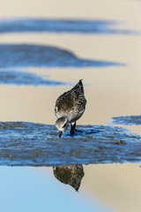 Grey Plover (Pluvialis squatarola).