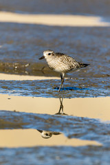 Grey Plover (Pluvialis squatarola).