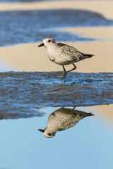 Grey Plover (Pluvialis squatarola).