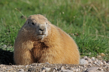 marmotta in abito autunnale