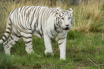 Fototapeta premium Female White (Albino) tiger in captivity