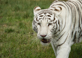 Plakat Female White (Albino) tiger in captivity