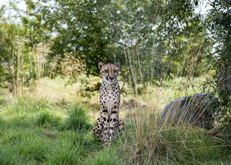 UK, Hamerton Zoo - 17 Aug 2018: .