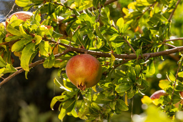 Granatäpfel am Baum