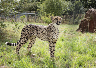 Cheetah in captivity, standing
