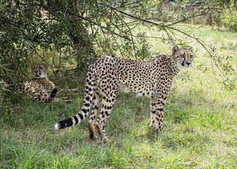 Cheetah in captivity, standing