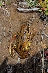 rana di montagna (Rana temporaria)