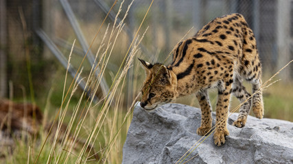 Female Serval in captivity plays at hunting with her keeper