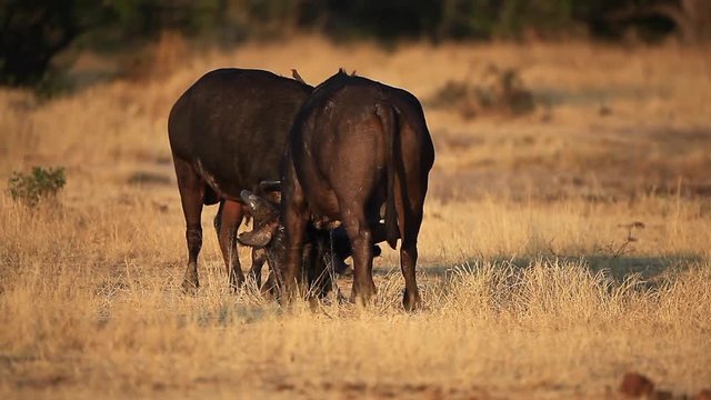 Two large buffalo, syncerus caffer wrestle and fight for dominance in golden light at Sabi Sands private game reserve, in the Mpumalanga region of South Africa