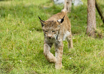 Candian lynx in captivity