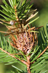 Branch of spruce with Pineapple gall adelgid (Adelges abietis). Browned gall after release of adelgids