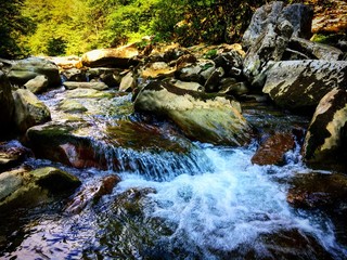 mountain stream in the forest