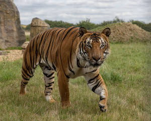 Fototapeta na wymiar Male Malaysian tiger in captivity