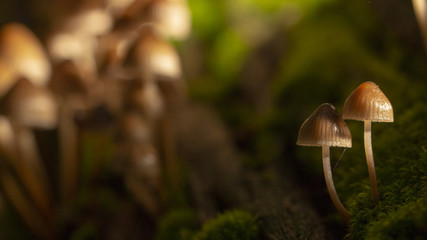 Galerina marginata is deadly poisonous mushroom. close up