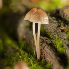 Galerina marginata is deadly poisonous mushroom. close up