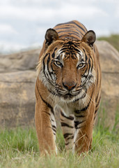 Male Malaysian tiger in captivity