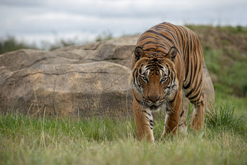 Naklejka premium Male Malaysian tiger in captivity