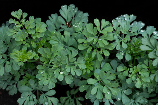 fresh rue after the rain