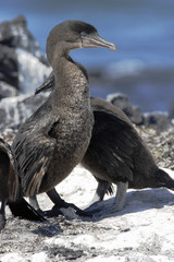 Flightless Cormorant (Phalacrocorax harrisi), Fernandina, Galapagos Islands, Ecuador