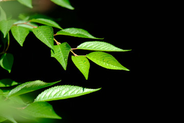 Green leaves with water drops of Cherry blossom tree in dark background.