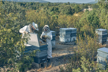 Couple of beekeepers working collecting the honey. Beekeeping.