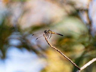 Dragonfly alights on a twig