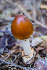 Brązowy grzyb © Marcin