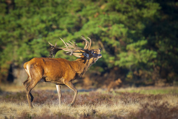 Male red deer cervus elaphus rutting and roaring