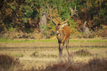 Male red deer, cervus elaphus, during rutting season