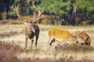 Naklejka na ściany i meble Red deer cervus elaphus stag chasing does during rutting season