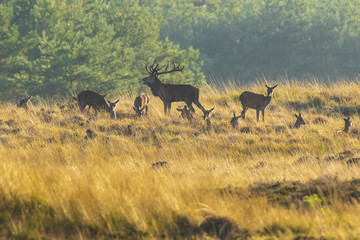 Herd of red deer cervus elaphus rutting and roaring during sunset