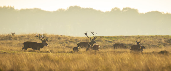 Naklejka premium Herd of red deer cervus elaphus rutting and roaring during sunset