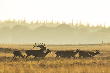 Herd of red deer cervus elaphus rutting and roaring during sunset