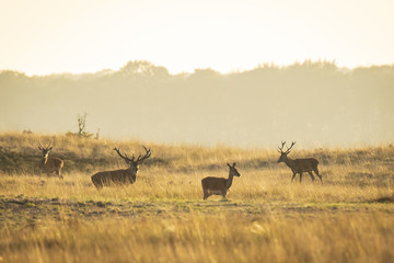 Herd of red deer cervus elaphus rutting and roaring during sunset
