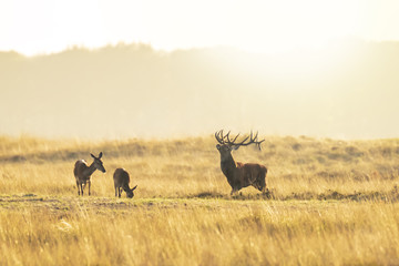 Herd of red deer cervus elaphus rutting and roaring during sunset
