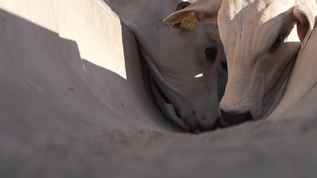 COW AND BULL EATING IN THE FARM BRAZIL NELORE