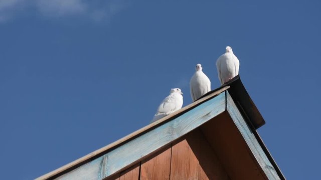 pigeons of various breeds