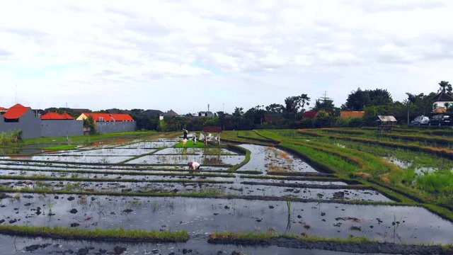 Flying over a farmer cleaning a rice baddy with bare hands &sbquo;&Auml;&igrave; blue sky with clouds reflection on the water. Bali, Indonesia