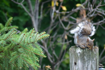 squirrel on a tree