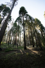 Sunbeams through the giant trees of Sequoia National Park, California, USA