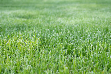 Green grass lawn for background.