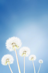 Dandelion with sunlight and blue sky. Copy space