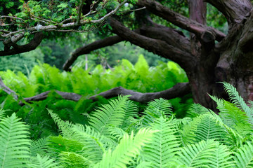 Fresh green fern leaves with dark brown tree in background.