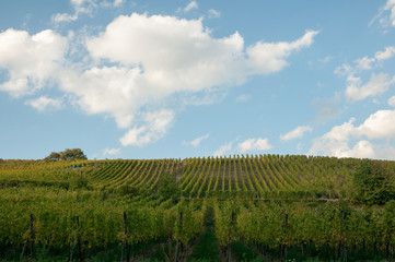 Fototapeta premium Vineyards by Alsace villages