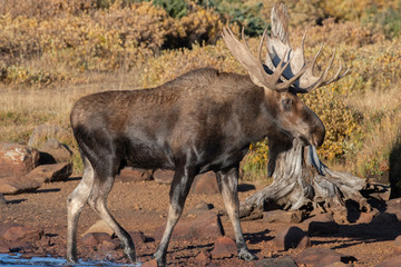  A Bull Moose in the Rocky Mountains
