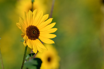 Sunflower basking in the sun with space on the right for copy